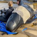 Austraalia Tasmaania saarel on surnud 380 rannale kinni jäänud vaala