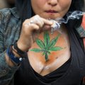 Amet: ravikanepit kui sorti ei ole olemas, meditsiinis kasutatakse hoopis kannabinoide