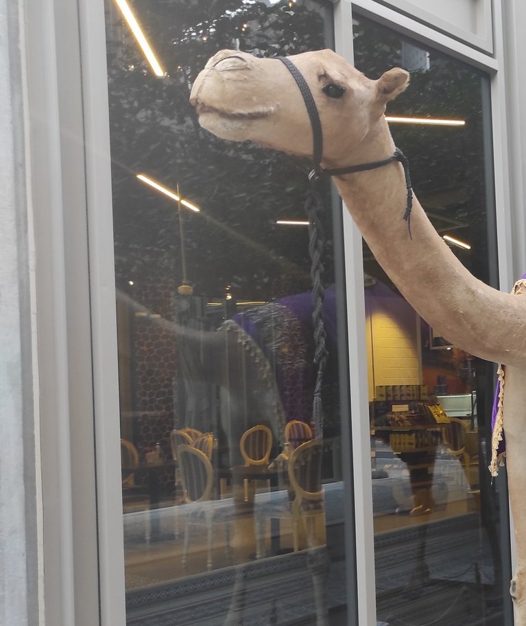Kaameliliha ja -piima kohviku leiab Dubais üles kaamelikuju järgi.