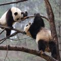 В зоопарке Гонконга панды воспользовались карантином и начали размножаться впервые за 10 лет