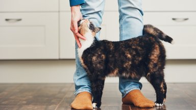 Kummaline käitumisharjumus: miks armastavad kassid end omaniku jalge vastu hõõruda?