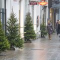 KAUNIS GALERII: Tallinna vanalinn täitus jõulukuuskedega
