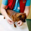 Kas dr Google tõttab appi ka lemmikloomadele või tasub nõu küsida veterinaarilt?