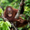 Viimase 20 aastaga on palmiõlijahi tõttu hukkunud 50 000 orangutani