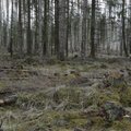 Metsateadlane: mets on tööriist, millega pidevalt väärtust toota