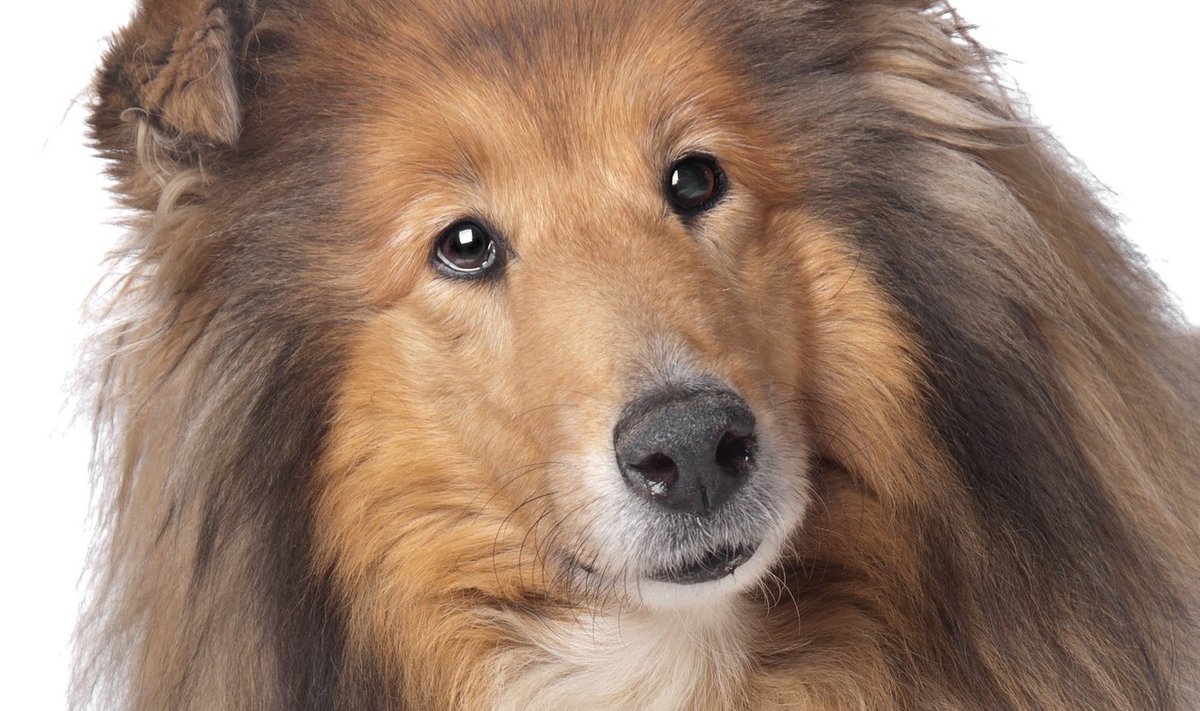 Kes ei armastaks Lassiet - koera, kes tuleb alati koju