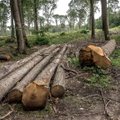 Üle saja riigijuhi lubas 2030. aastaks metsade raadamise lõpetada