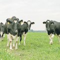 Kesk-Eesti 2025: Keskmaa maakond, lehmade paradiis, Tallinna magala