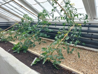 Tomatitaimed kasvuhoones.