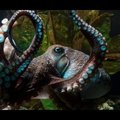 Suur põgenemine - kaheksajalg puges hiigelakvaariumist välja ja leidis tee merre