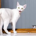 Kas kass saab aru, kui ta ära steriliseeritakse?