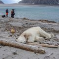 Jääkaru ründas Arktikas turismilaeva turvameest: loom tapeti