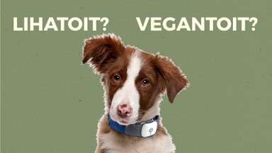 VIDEOEKSPERIMENT | Kas koerad eelistavad vegantoitu? Selgitame välja!