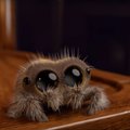 VIDEO | Kes oleks võinud arvata, et ka ämblikud võivad nunnud olla?
