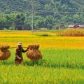 Vietnam - kitsuke riba rohelist kulda