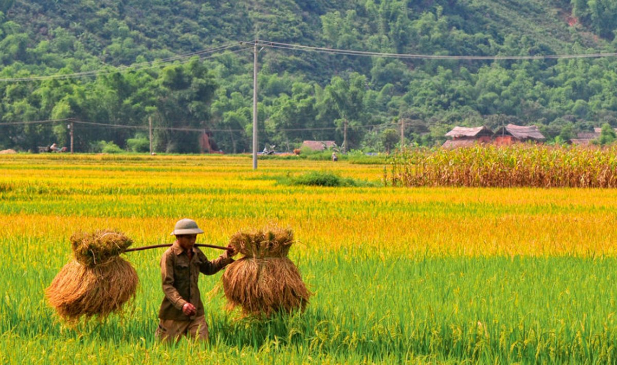 Vietnami kirjeldatakse vahel kui bambuskeppi  kahe riisikausiga.