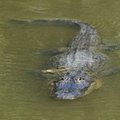 Emastele kelkiv isane alligaator tekitab Faraday lained, mida väljaspool laborit naljalt ei kohta