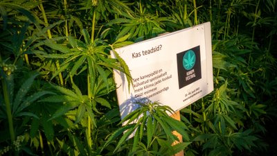 Eesti esimese kanepi seemnesordiga loodud kanepipõld.