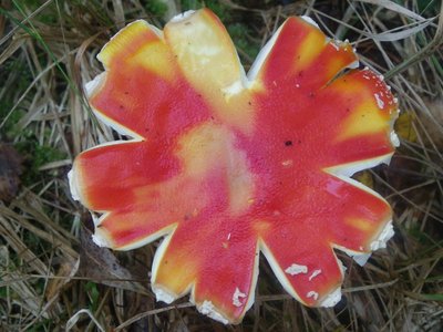 Мухомор красный - Amanita muscaria