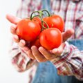 Kuldaväärt kodumaised tomatisordid teevad välismaa sortidele silmad ette