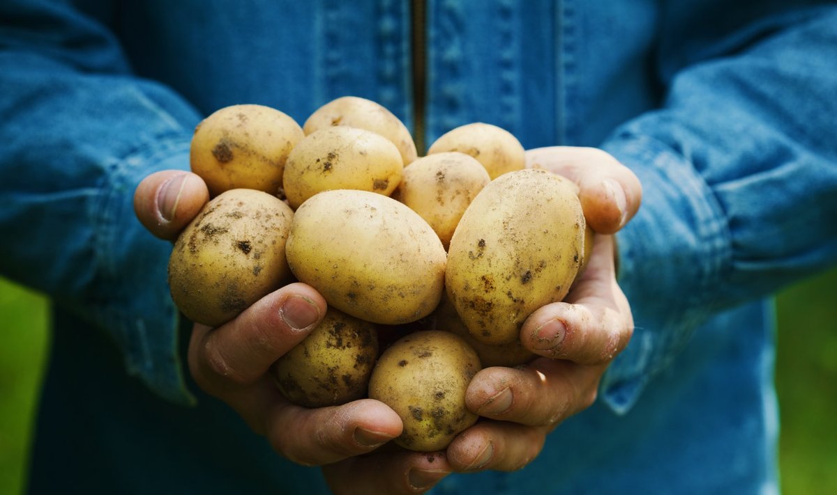 Kui praegu tegutsema asuda, saab jaanipäeva paiku oma aia värsket kartulit.