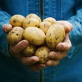 Kuidas kasvatada eriti varast värsket kartulit