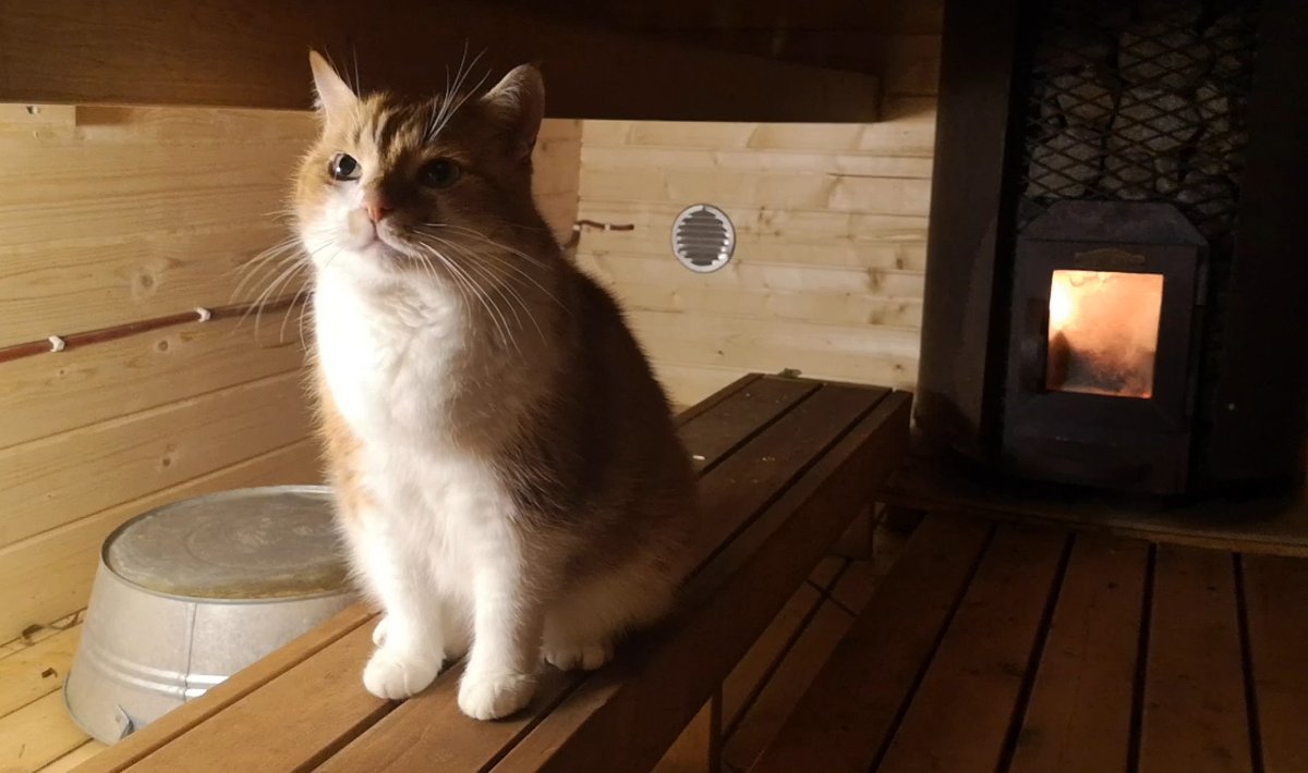 Kass Nööp oma lemmikkohas saunalaval.
