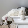 Почему кошки опрокидывают ваши вещи и как их остановить