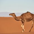 Десятки верблюдов выгнали с конкурса красоты из-за ботокса