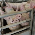 Предприятие HKScan Estonia установило рекорд по продаже свинины