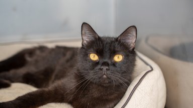 Varjupaigad üle Eesti tähistavad musta kassi kuud