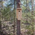 Väärt mõte: Lota külas paigaldasid õpilased metsapäeval pesakaste