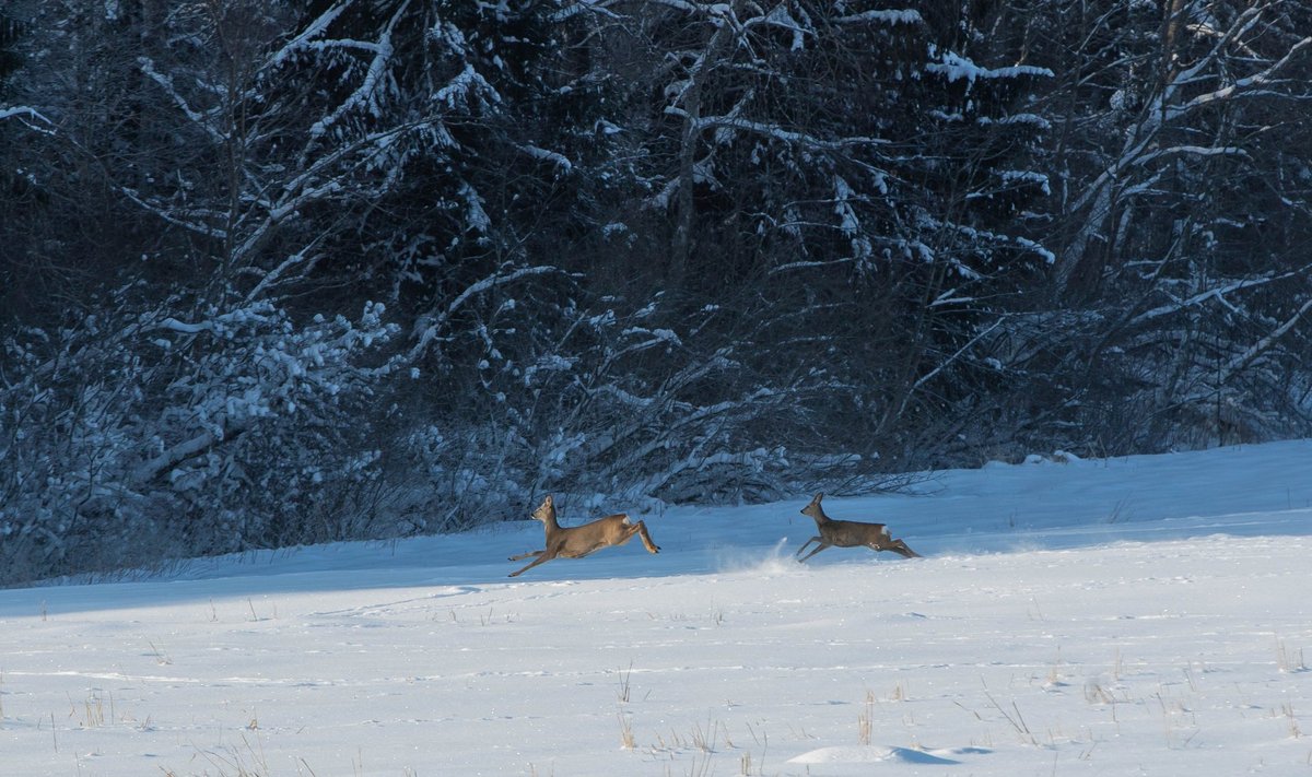 Külmad ja lumised talved mõjuvad metsloomadest kõige raskemini just metskitsedele.