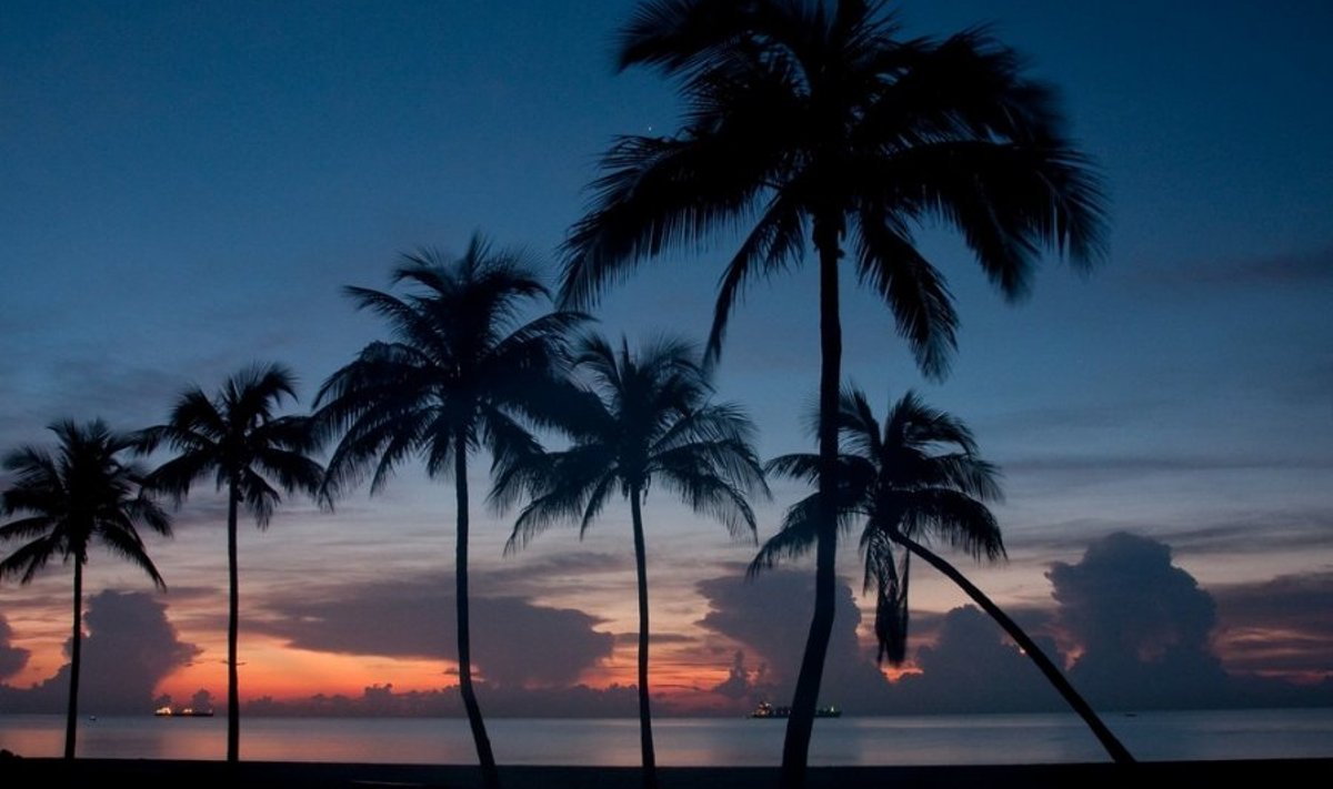 Florida palmas