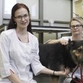 Kuidas puhastada koerte kõrvu?