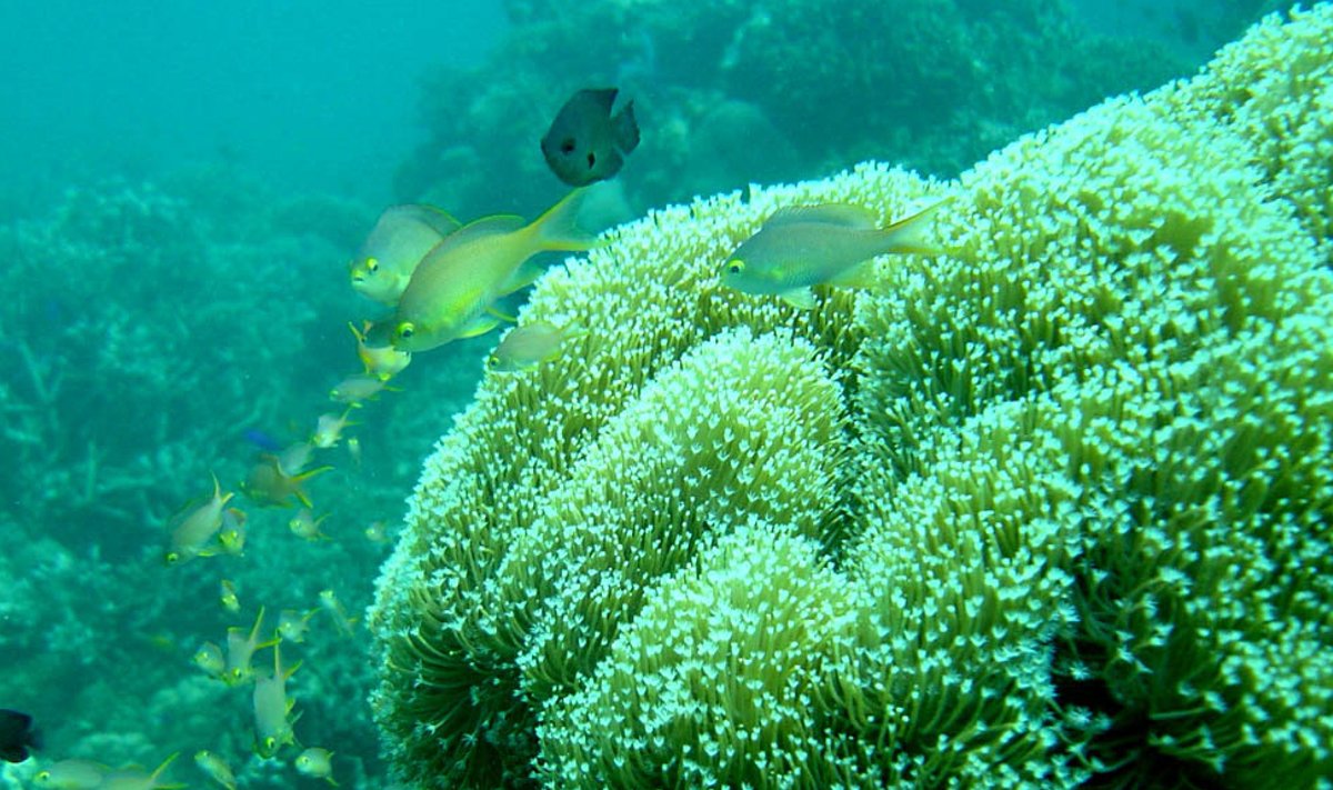 (Foto: Wikimedia Commons / Magalhães)