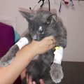 ÕPETLIK LUGU | Nädal aega Õismäel ventilatsioonišahtis lõksus olnud kassipoeg saadi ime läbi elusalt kätte