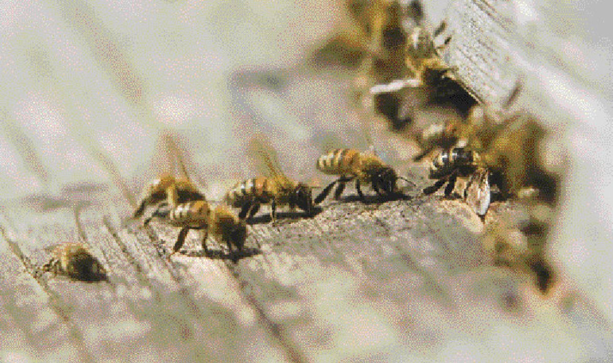 Neid vapraid Viira talu mesilasi kuumus juba ei murra! 