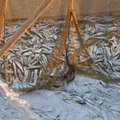 Eesti toetab Läänemere kalavarude säästvat kasutamist