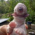 HÄMMASTAV FOTO | Kükloopkoer sündis ilma ninata ja ainsa silmaga otsaesisel