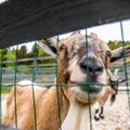В Таллиннском зоопарке поддерживают вакцинацию некоторых видов животных