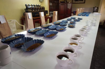 Kilimanjaro Plantation kohviistanduse labor. Igal hommikul kell 10 valmistatakse ette cuppingulaud ning hinnatakse Kilimanjaro Plantationi erineva piirkonna kohviubasid. Saadud info põhjal tehakse vajadusel istanduses kohvi kasvatamisel mõningaid muudatusi.