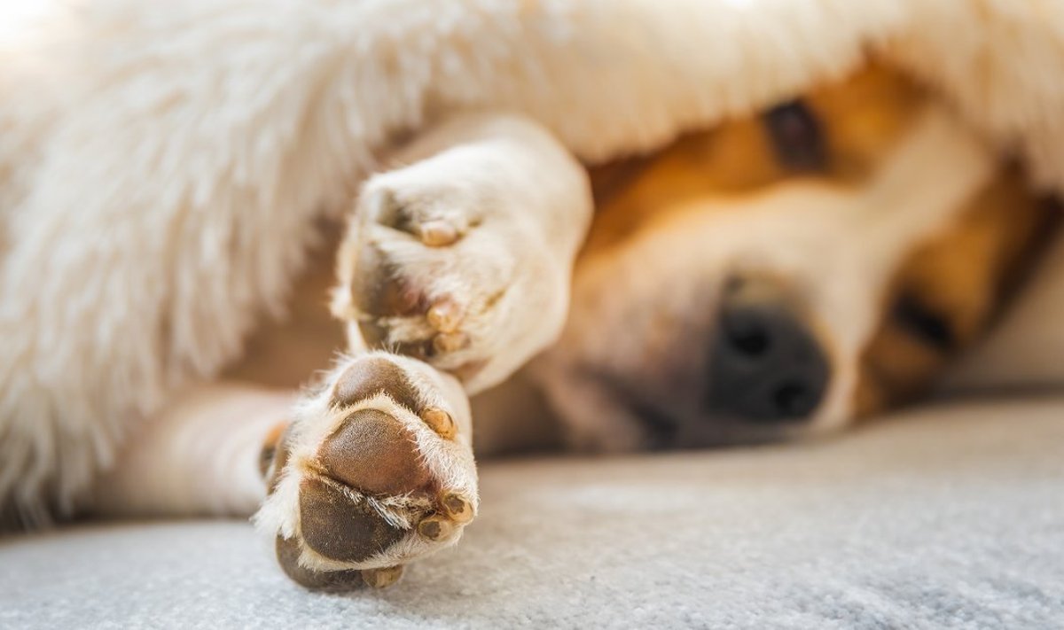 Maniküür ei ole ainult esteetiline küsimus: liiga pikad küüned teevad koerale valu