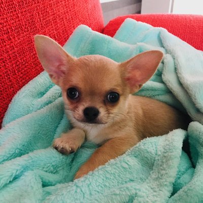 Chihuahua Rudy
