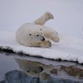 Jääkarud kutsuvad laupäeval loomaaeda külla