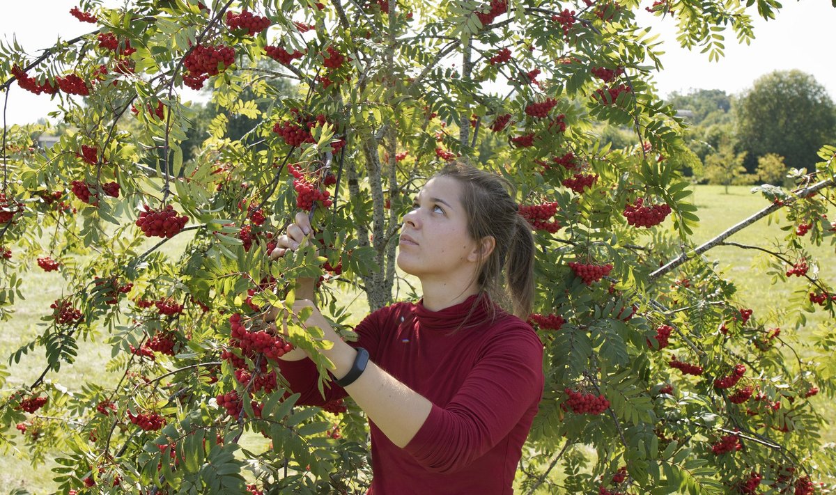 Mailis Vinogradov selgitab, et kuigi kultuurpihlakate sordid on küllalt madala kasvuga, on neilt ka koduaias keerukas vilju korjata.