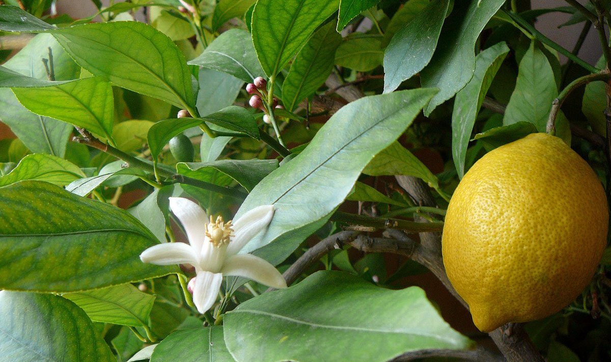 Harilik sidrunipuu talvitub meelsasti jahedas.