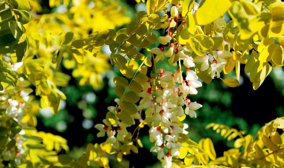 Hariliku robiinia sort ‘Frisia’.
