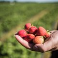Eestis süüakse maasikaid nii, et must maa järel
