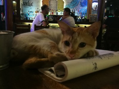 Menüü leiab restoranides tihti kassi kõhu alt